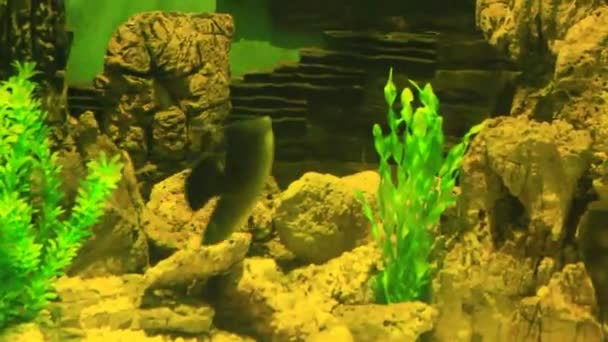 Colorful fish on coral reef — Stock Video