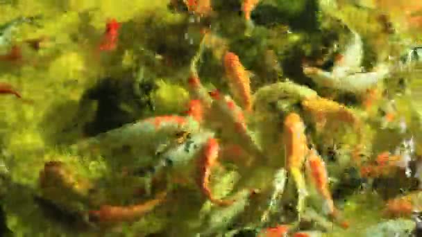 Peixes coloridos no recife de coral — Vídeo de Stock