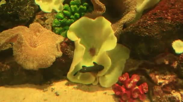 Kleurrijke vissen op koraal rif — Stockvideo