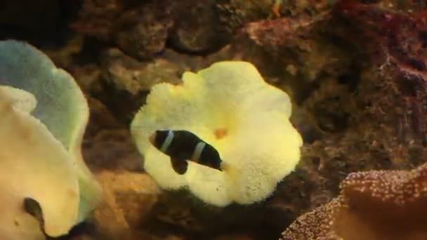 在珊瑚礁上的七彩鱼 — 图库视频影像