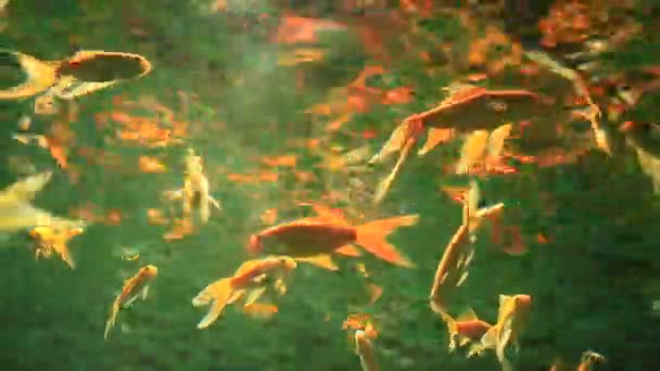 Peixes coloridos no recife de coral — Vídeo de Stock