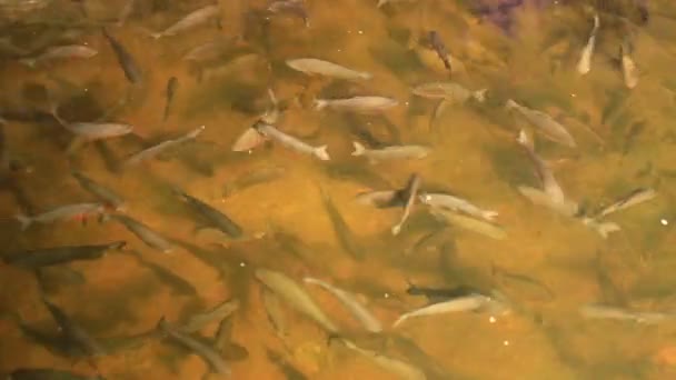 poissons colorés sur le récif corallien 