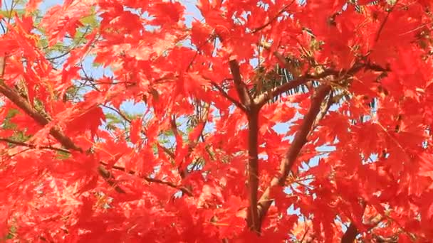 Primeros planos de las hojas de otoño — Vídeo de stock