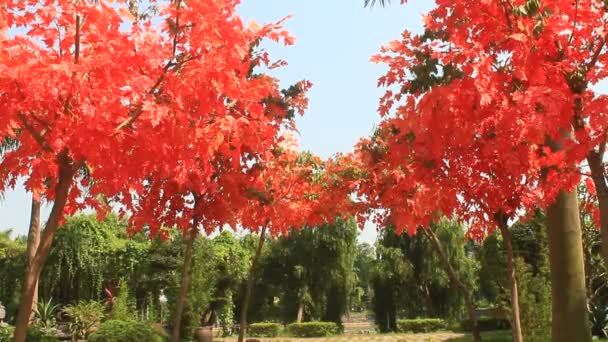 Осенние листья крупным планом — стоковое видео