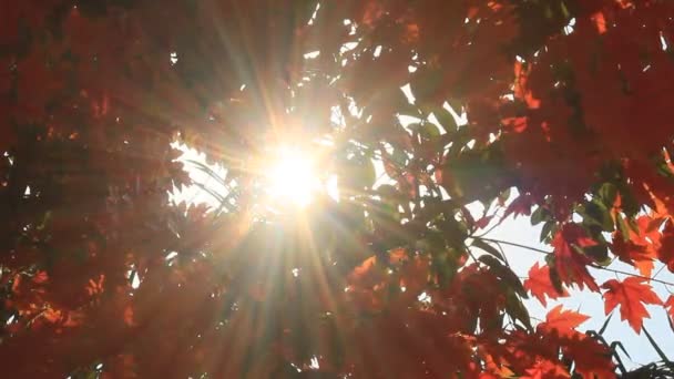 Feuilles d'automne gros plan — Video