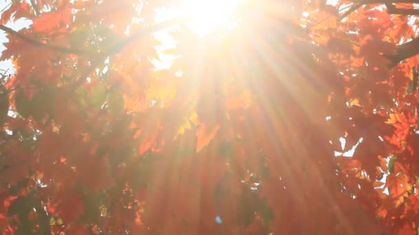 Feuilles d'automne gros plan — Video