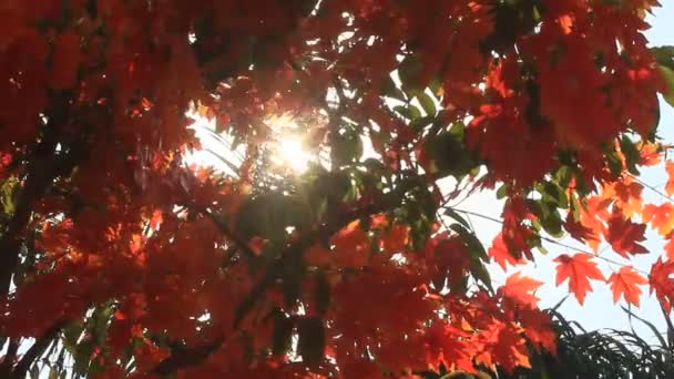 Feuilles d'automne gros plan — Video