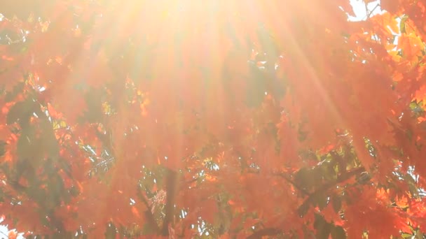 Feuilles d'automne gros plan — Video