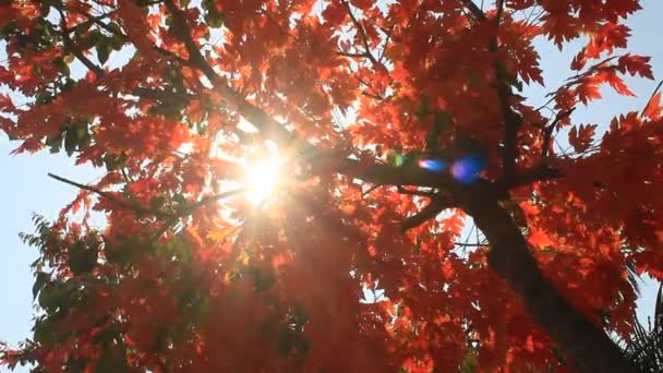 Primeros planos de las hojas de otoño — Vídeo de stock