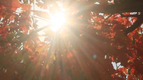 Primeros planos de las hojas de otoño — Vídeo de stock