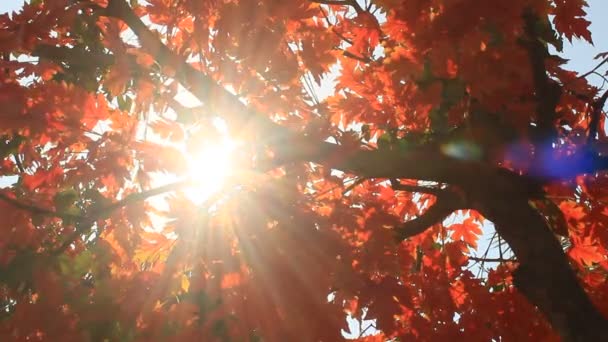 Primeros planos de las hojas de otoño — Vídeo de stock