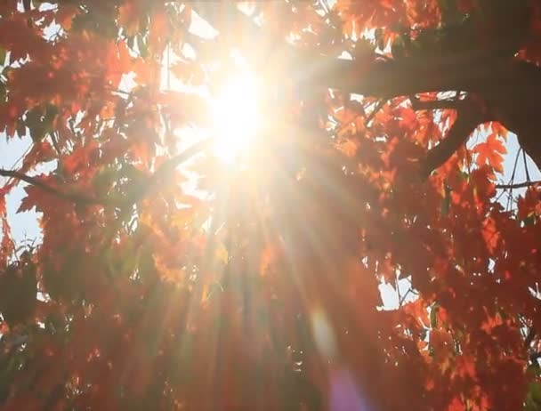 Closeup sonbahar yaprakları — Stok video