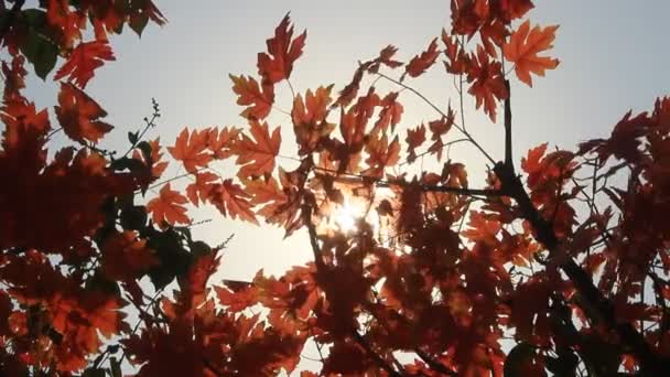 Feuilles d'automne gros plan — Video