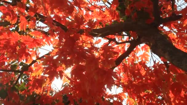 Feuilles d'automne gros plan — Video