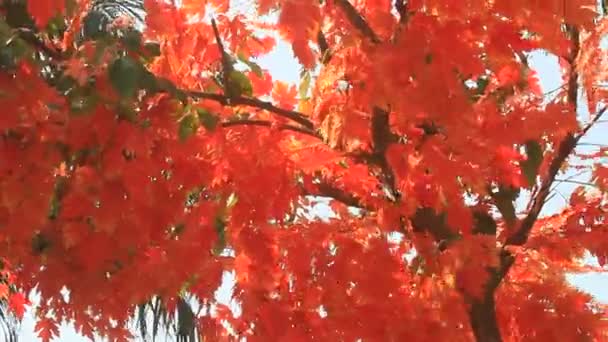 Feuilles d'automne gros plan — Video