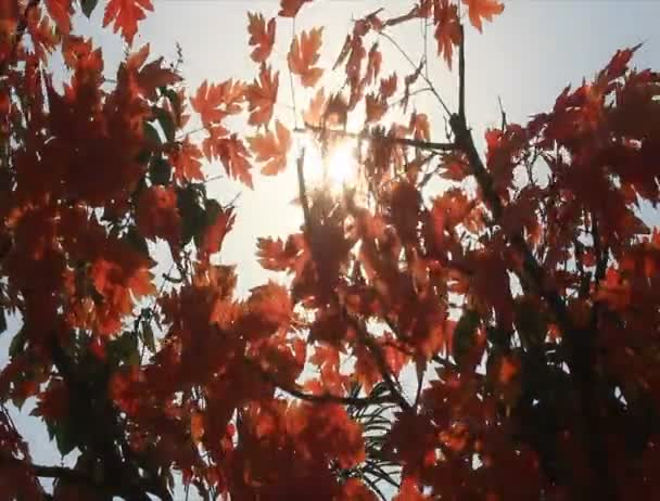 Die Sonne durch die Blätter — Stockvideo