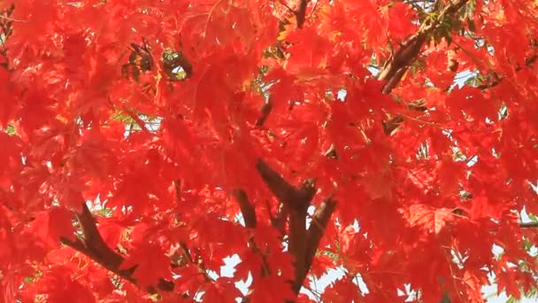 Φθινοπωρινά φύλλα closeup — Αρχείο Βίντεο