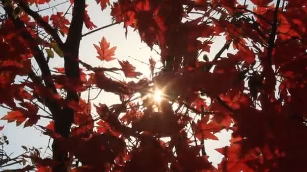 Le soleil à travers les feuilles — Video