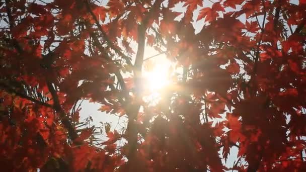 The sun through the leaves — Stock Video