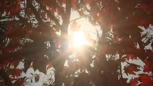 The sun through the leaves — Stock Video