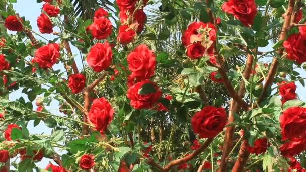 Blumen blühen im Park — Stockvideo