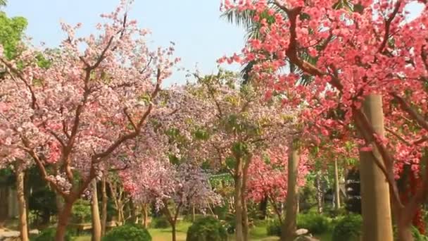 Садовые цветы сакуры весной — стоковое видео