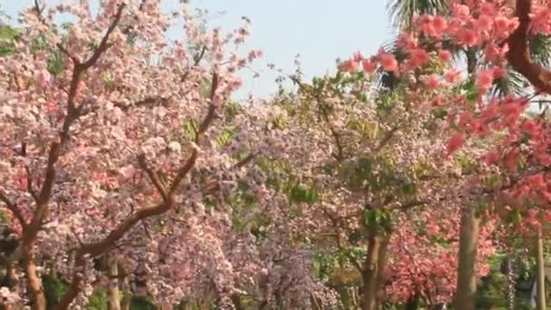 Fiori di ciliegio da giardino in primavera — Video Stock