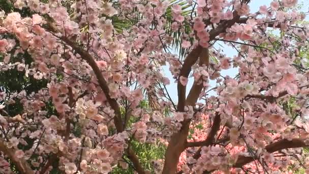 Les fleurs de cerisier de jardin au printemps — Video