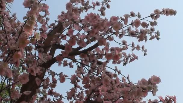 Garden cherry blossoms in spring — Stock Video