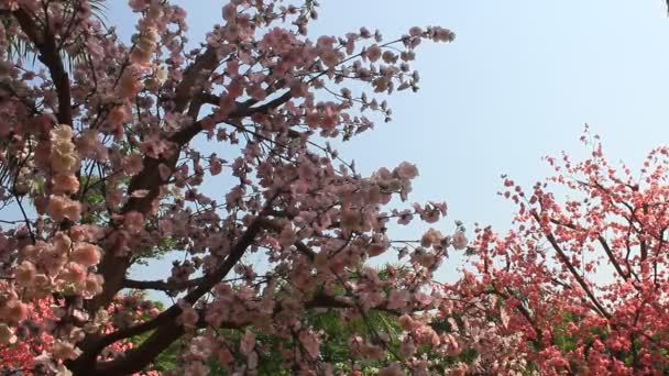 Les fleurs de cerisier de jardin au printemps — Video