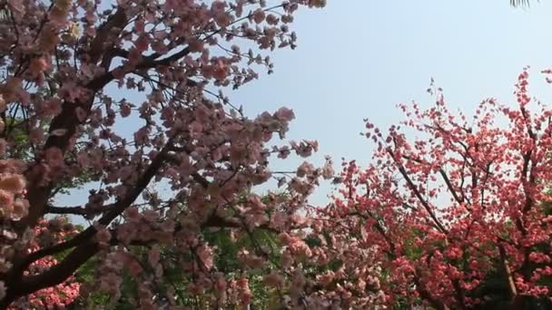 Tuin kersenbloesems in het voorjaar — Stockvideo