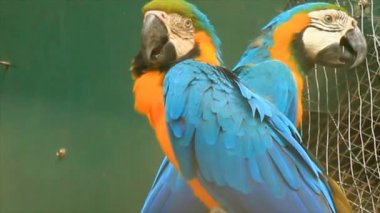 Park Amerika papağanı