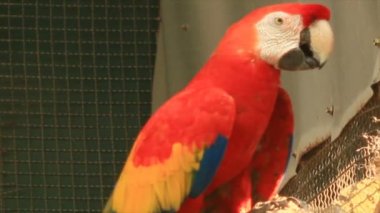 Park Amerika papağanı