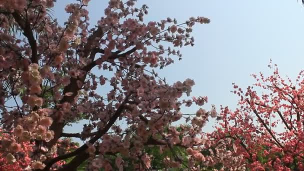 Trädgårdskörsbärsblommor på våren — Stockvideo
