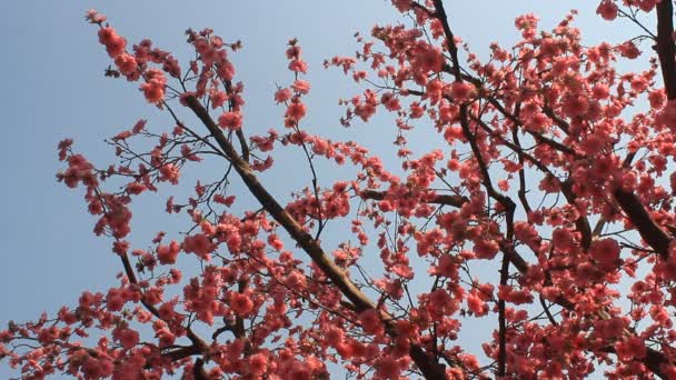 Tuin kersenbloesems in het voorjaar — Stockvideo