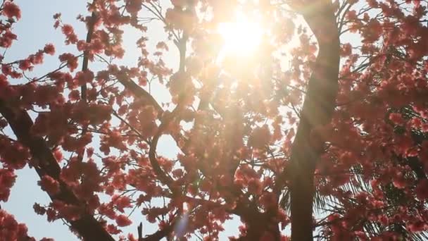 O sol através das folhas — Vídeo de Stock