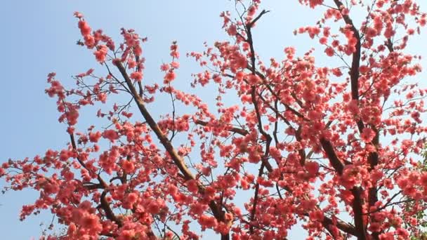Trädgårdskörsbärsblommor på våren — Stockvideo