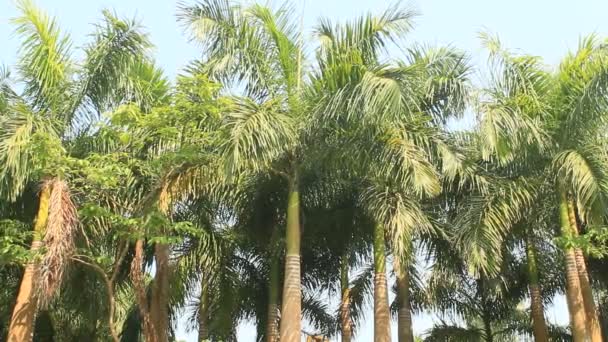 Palmiye ağaçları Rüzgar — Stok video