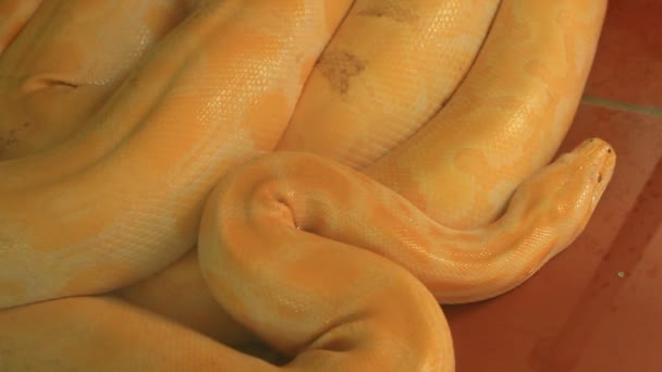 großer gelber Python