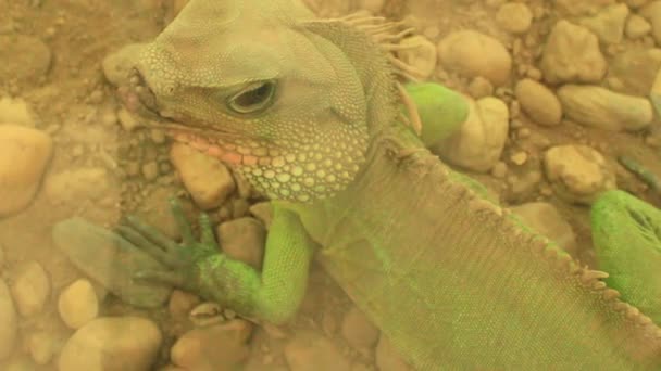 lézard dans le jardin