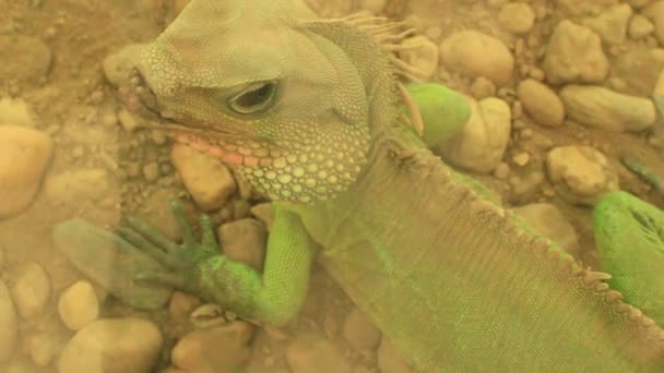 Lagarto en el jardín — Vídeo de stock