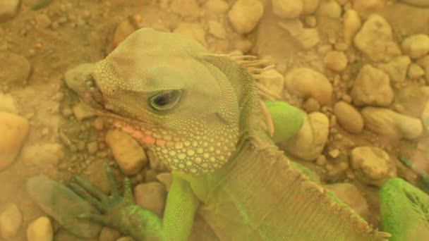 Lizard in the garden — Stock Video