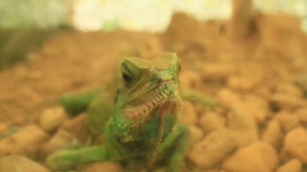 Lagarto en el jardín — Vídeo de stock