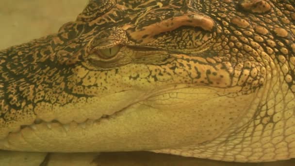 Крокодилы в парке — стоковое видео
