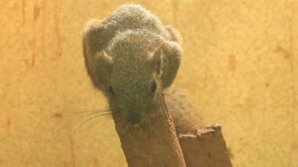 Eichhörnchen im Garten — Stockvideo