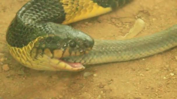 Serpiente comer serpiente — Vídeo de stock