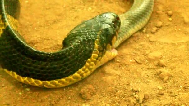 Serpente mangiare serpente — Video Stock