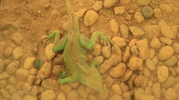 Lagarto en el jardín — Vídeo de stock