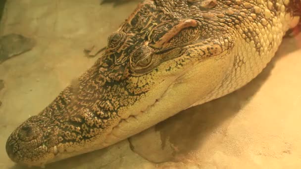 Krokodil in het park — Stockvideo