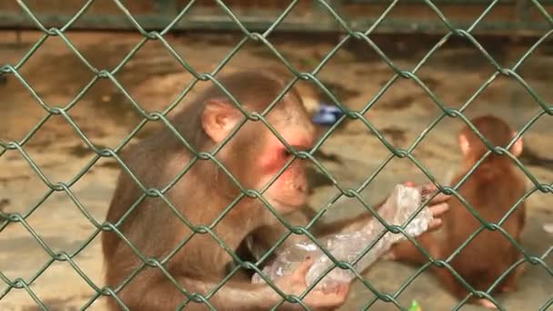 Macaco na gaiola — Vídeo de Stock